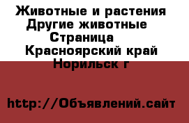 Животные и растения Другие животные - Страница 3 . Красноярский край,Норильск г.